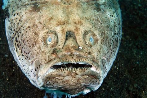 25 Amazing Stargazer Fish Fun Facts .
